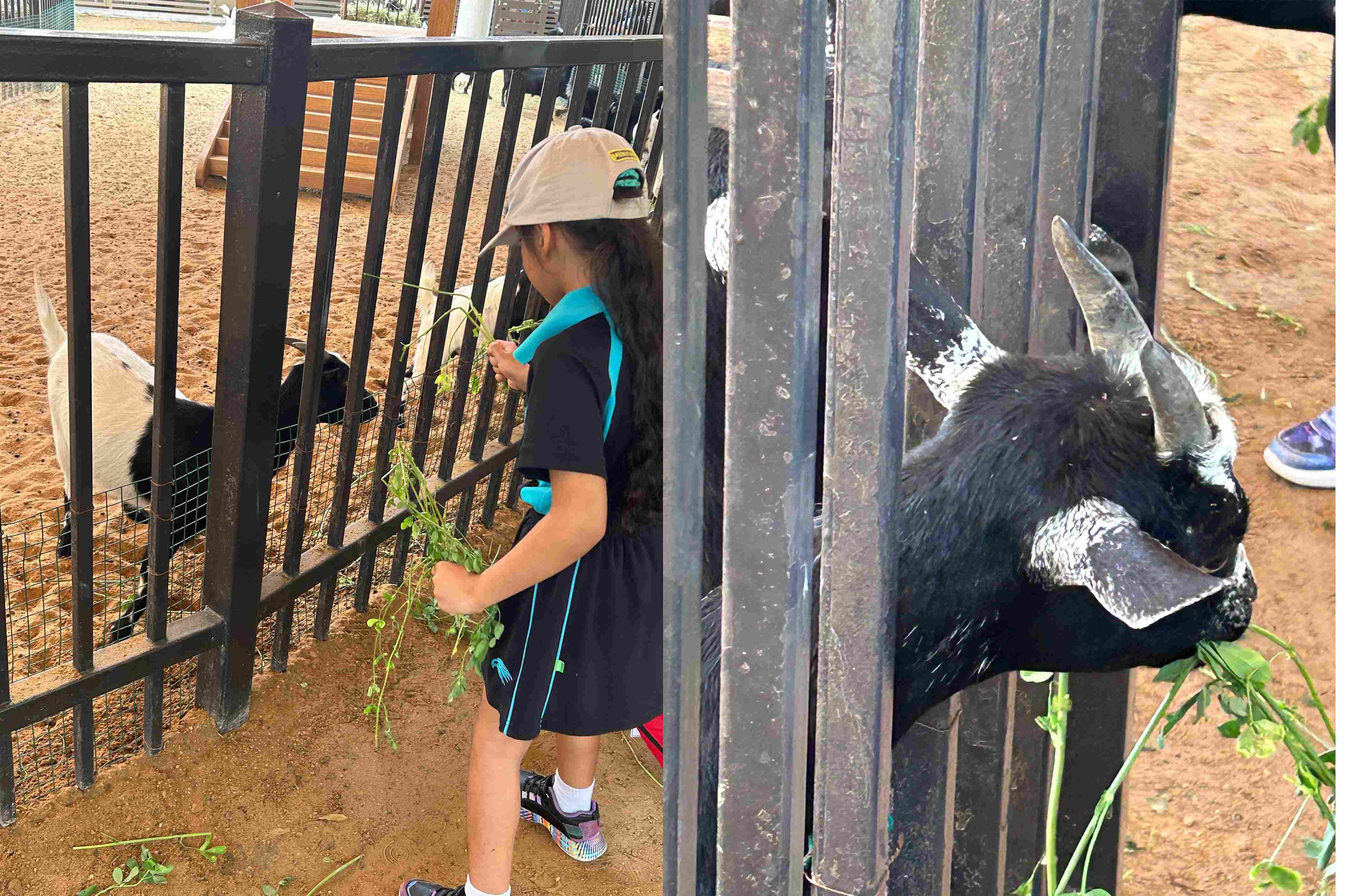 Year 1 Trip to Umm Al Emarat Park - Carousel For News Detail