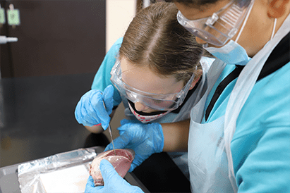 Year 6 Heart Dissection - Carousel For News Detail