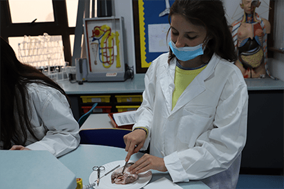 Year 13 Dissecting Hearts - Carousel For News Detail