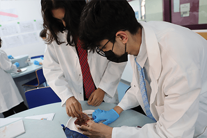 Year 13 Dissecting Hearts - Carousel For News Detail