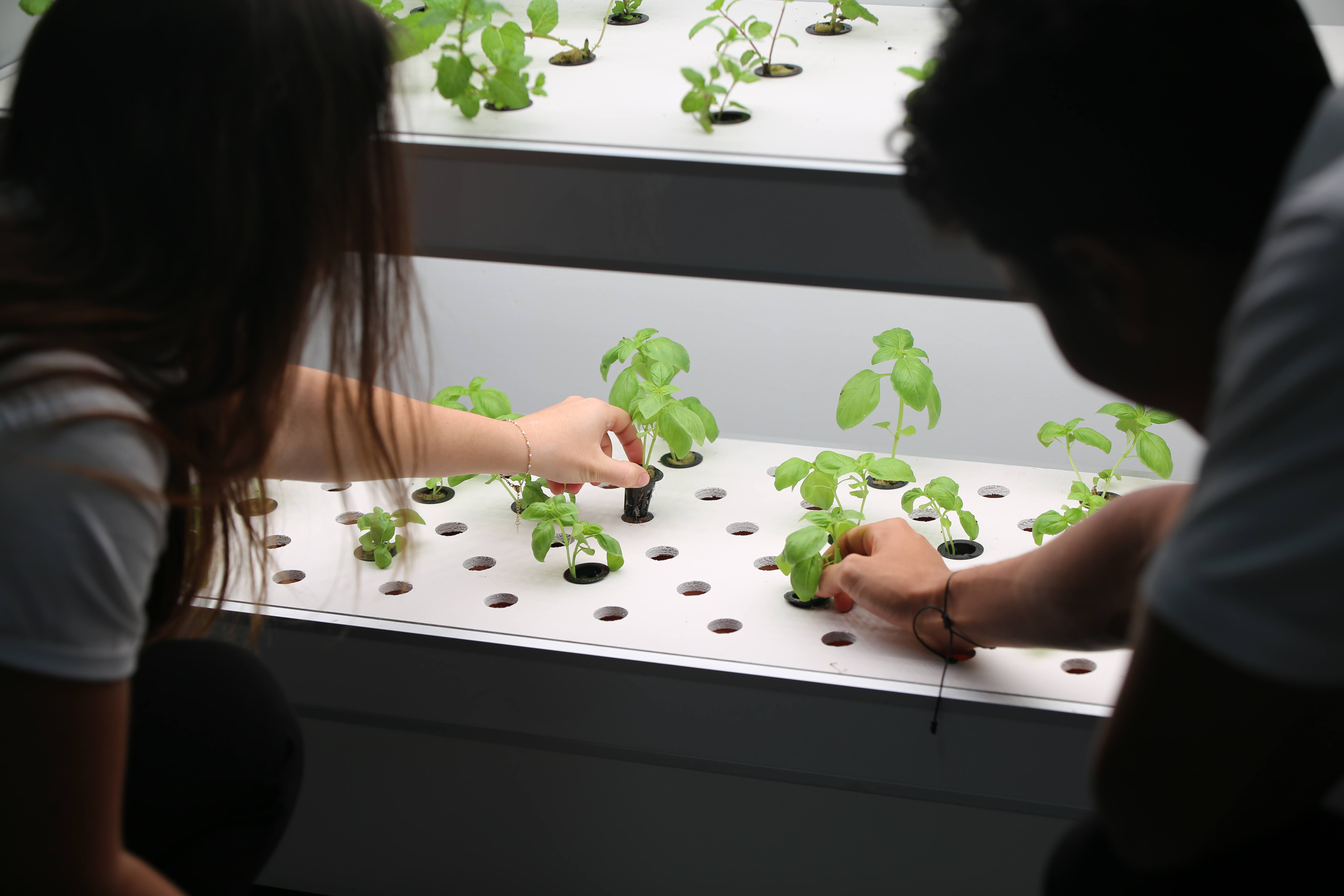 Vertical Hydroponic Garden - Carousel For News Detail