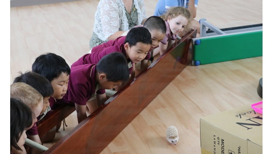 Chocolate the Hedgehog Visits Year 1 | EYFS | BIS HCMC - chocolate-the-hedgehog-visits-year-1