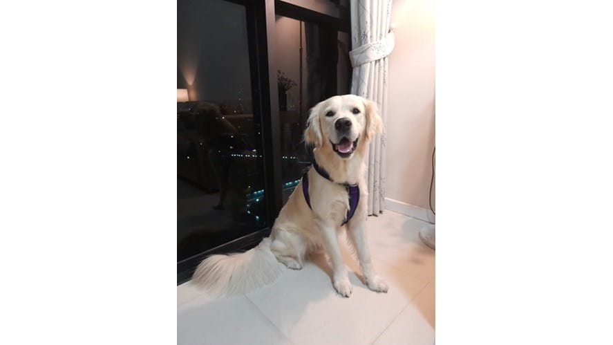 LS dog