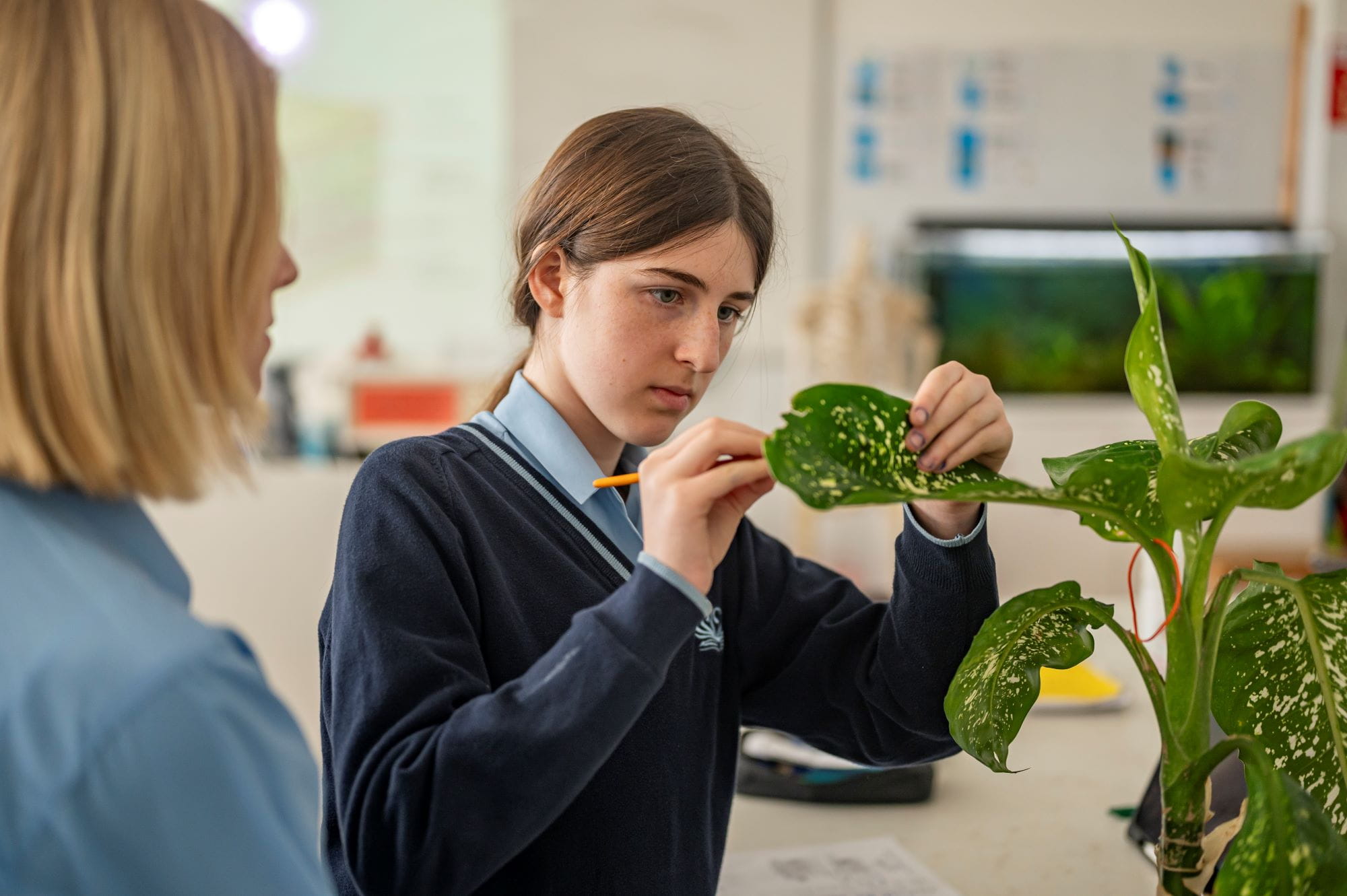 IB Program Bratislava | British International School Bratislava - 04 - Feature Cards Pattern