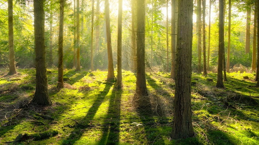 Eco Challenge: Spring Forest Cleaning - eco-challenge-spring-forest-cleaning