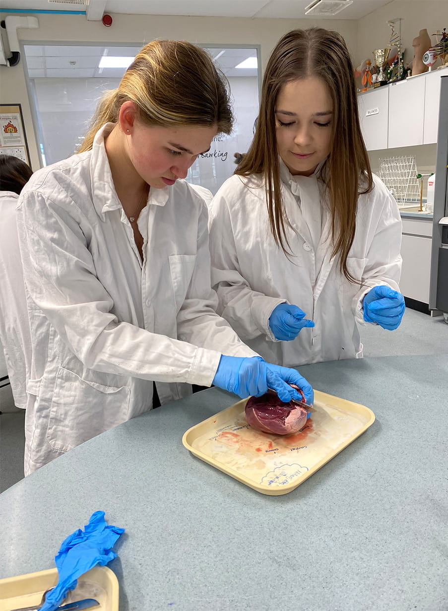 Year 12 heart dissections