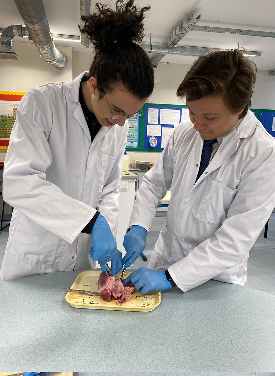 Year 12 heart dissections