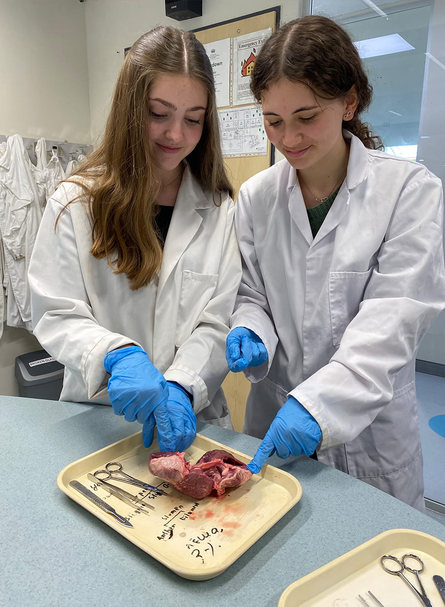 Year 12 heart dissections