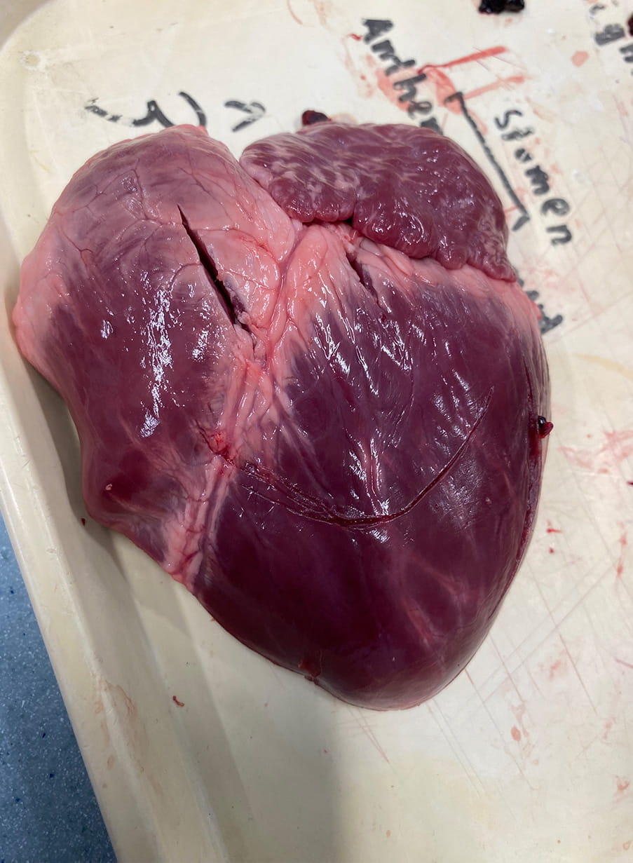 Year 12 heart dissections