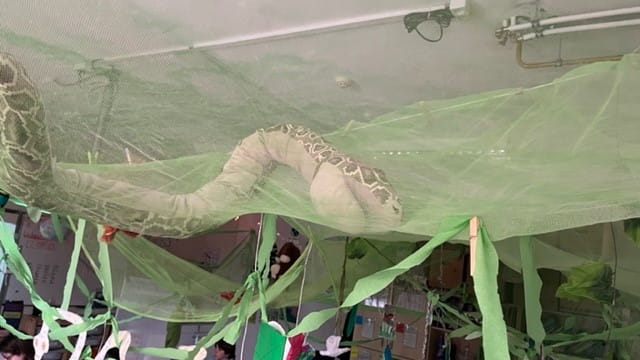 Year 4 Heather Rainforest - Carousel For News Detail