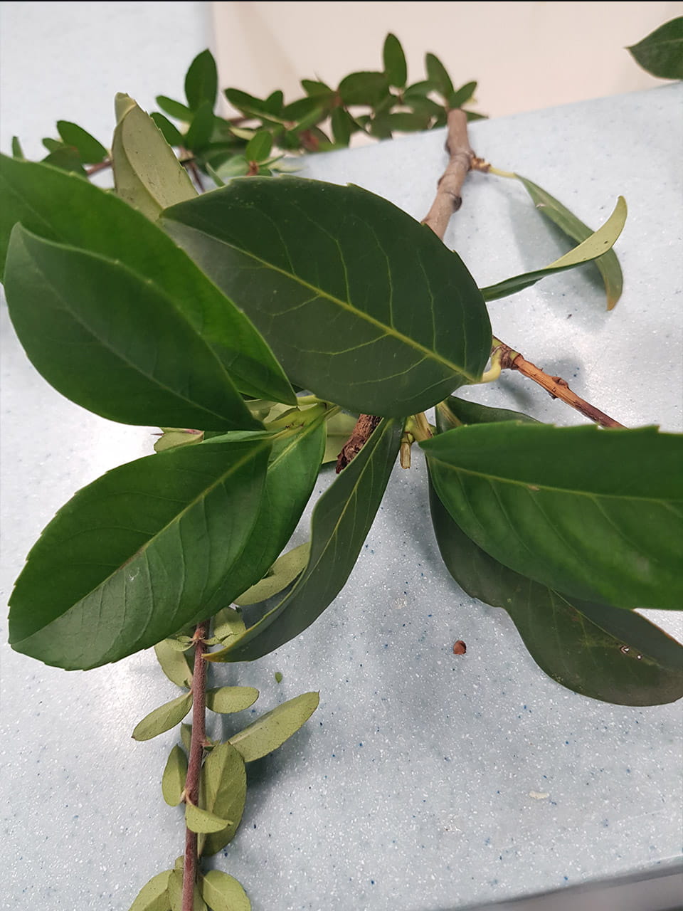 Year 9 Learning About Plants - Year 9 Learning About Plants