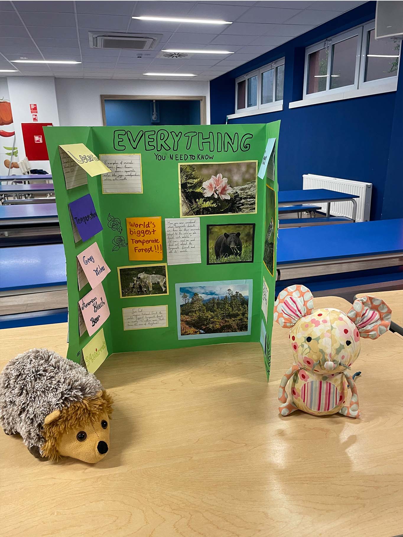 Year 6 Biomes Exhibition for Parents - Carousel For News Detail