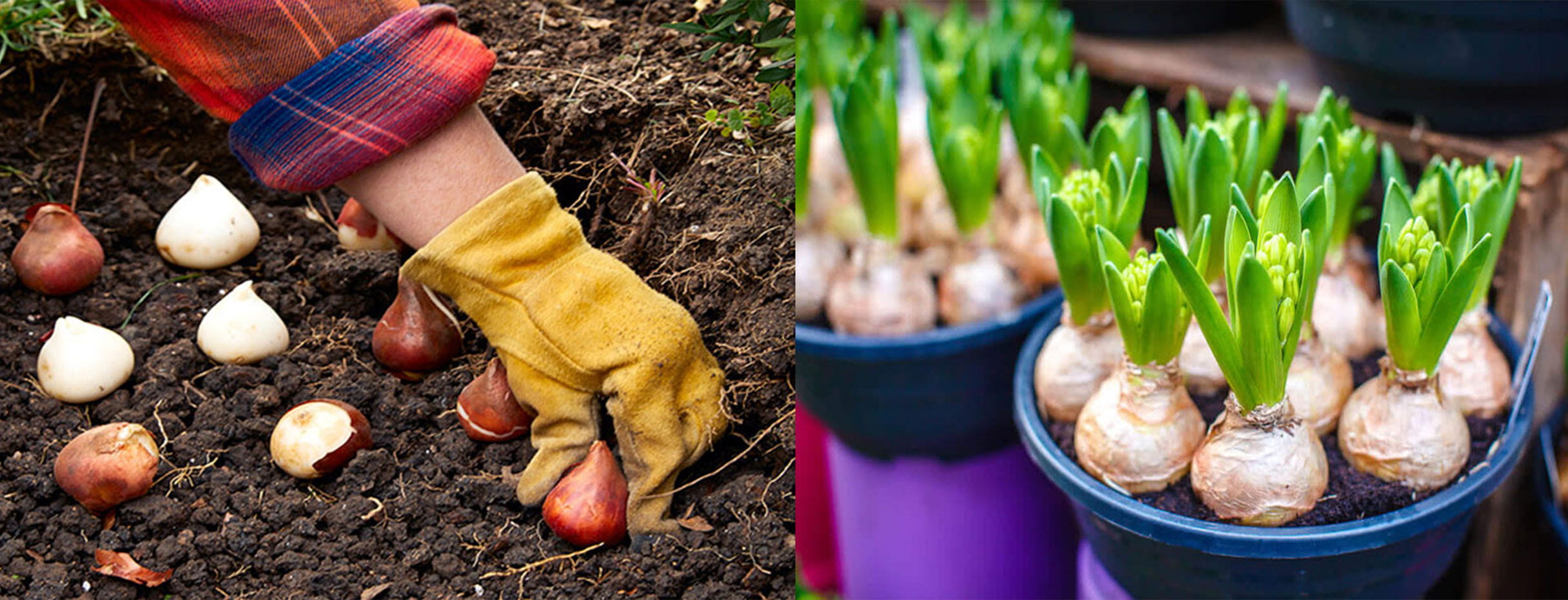 Blooming Together Senior Changemakers Spring into Action with Plant Bulb Donations - Blooming Together Senior Changemakers Spring into Action with Plant Bulb Donations