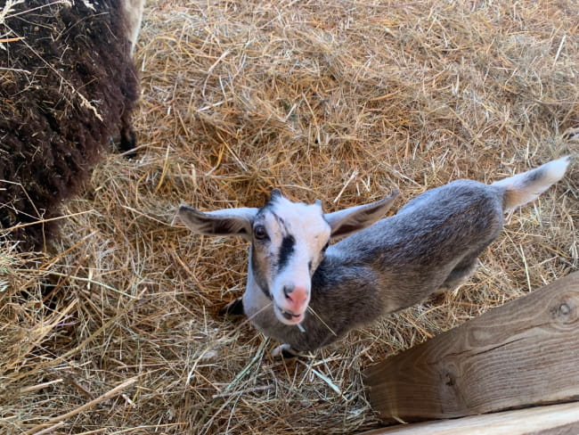 Year 2 Enjoys Apples, Animals, and Adventure - Carousel For News Detail