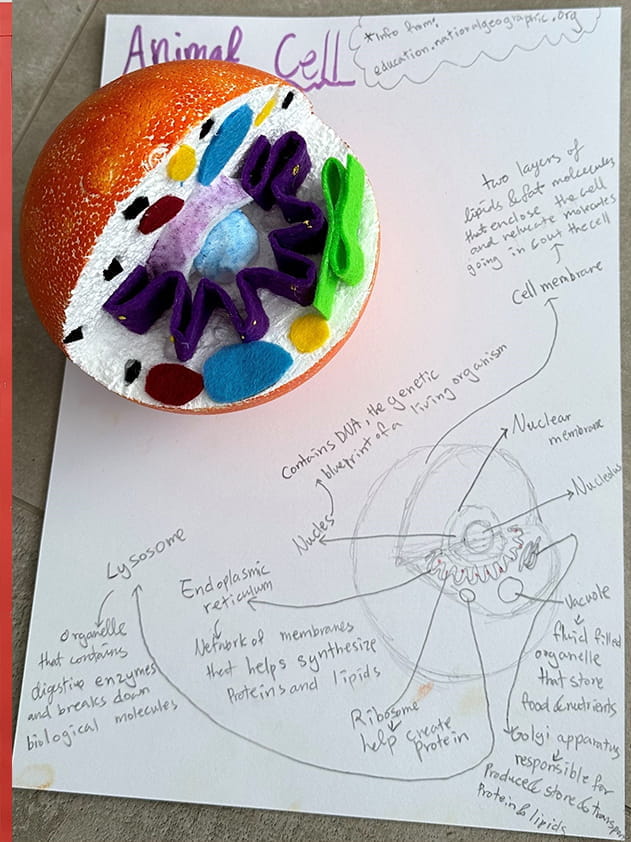 Year 7 studying about cells - Carousel For News Detail