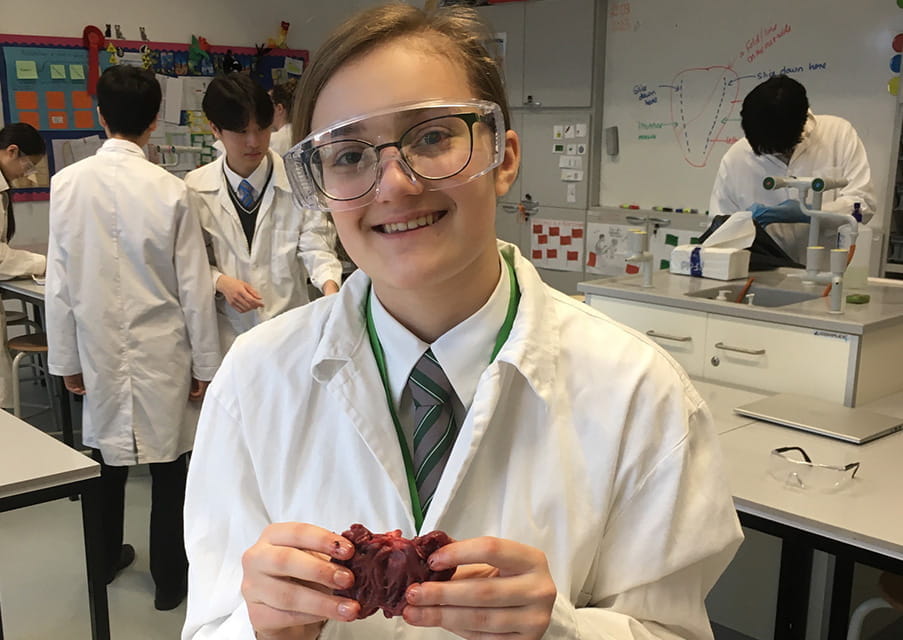 Year 10 heart dissection