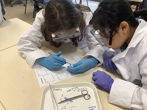 Eye dissection - Carousel For News Detail