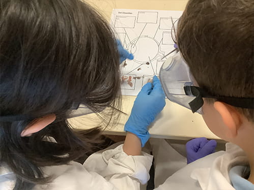 Eye dissection - Carousel For News Detail