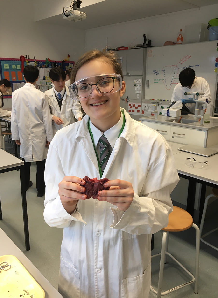 Year 10 heart dissection