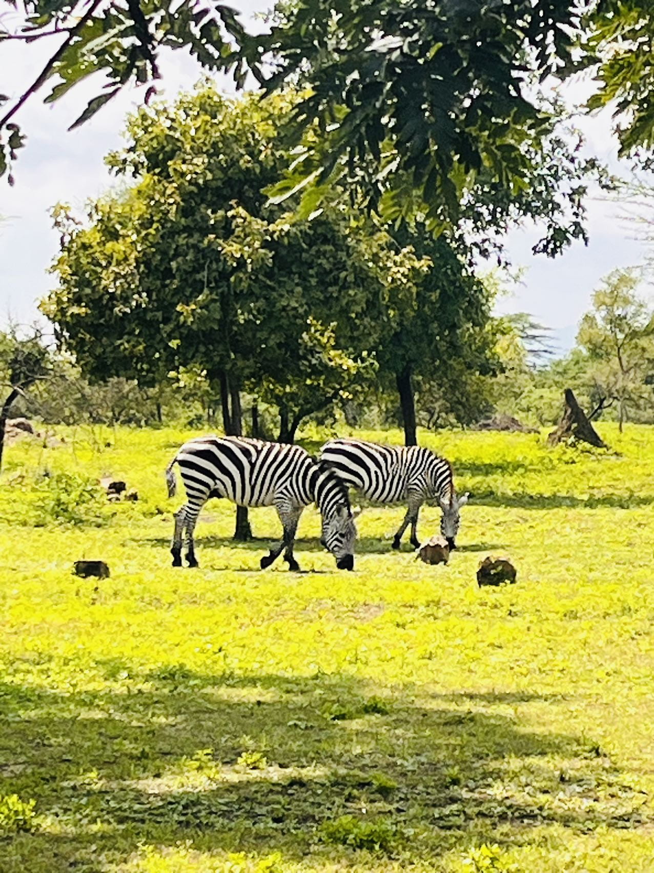 Nurturing Bright Futures: Our Students' Hands-On Contributions in Tanzania  - BISS Tanzania Expedition 2024