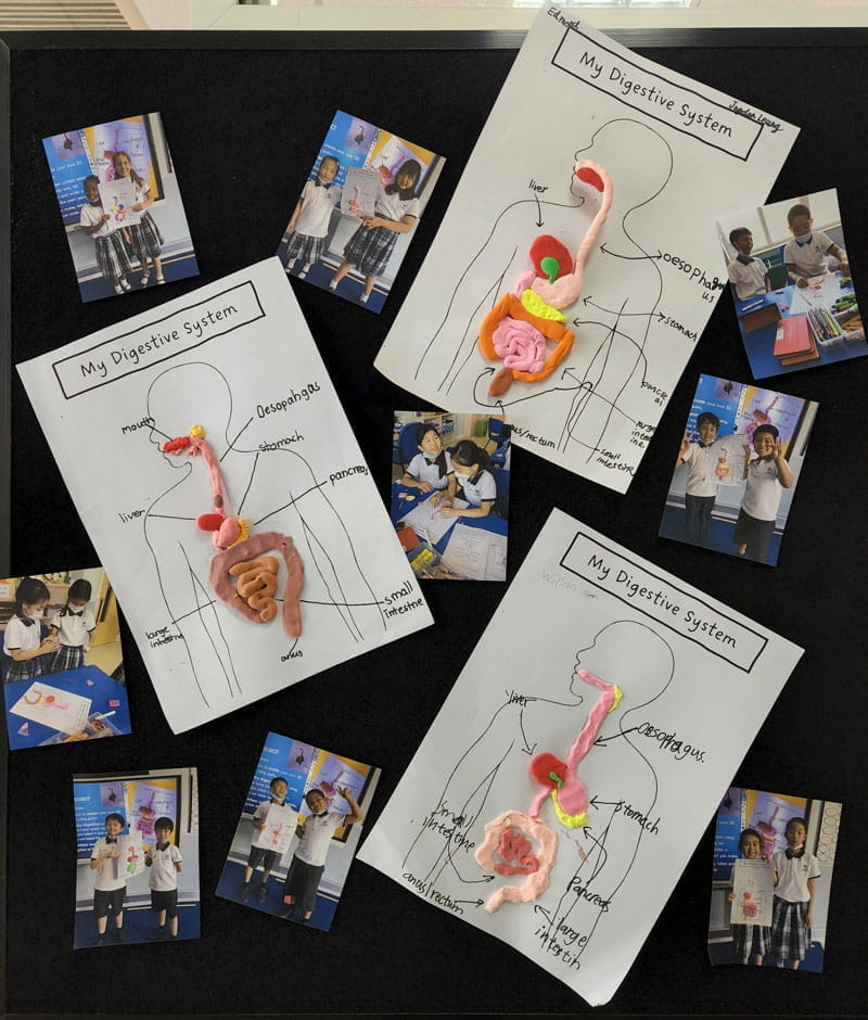 四年级科学单元——消化系统 - Year 4 Science Unit - Digestive System