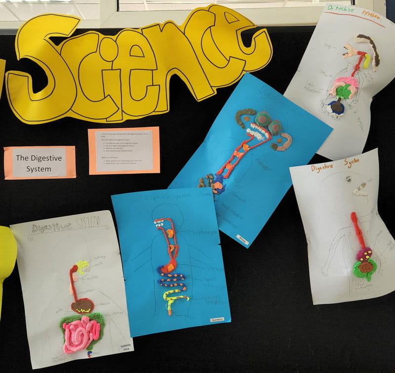 四年级科学单元——消化系统 - Year 4 Science Unit - Digestive System