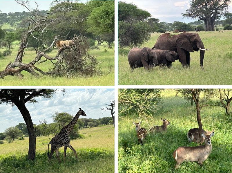 Life Changing Experiences in Tanzania 2024 - Life Changing Experiences in Tanzania 2024