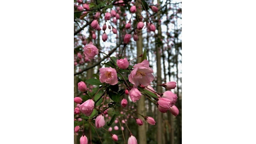 Spring at BSN - spring-at-bsn