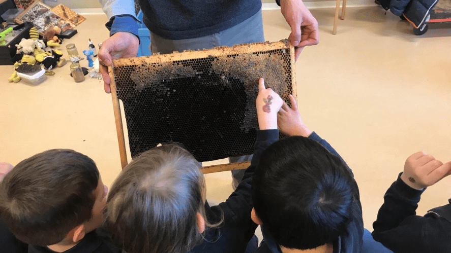 Observing bees