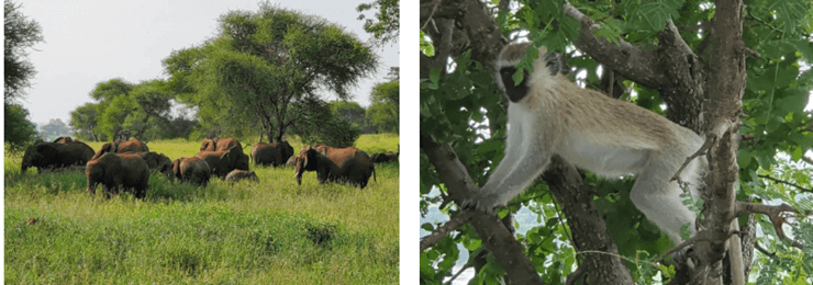 Tanzania Service Project 2025 - Tanzania Service Project 2025