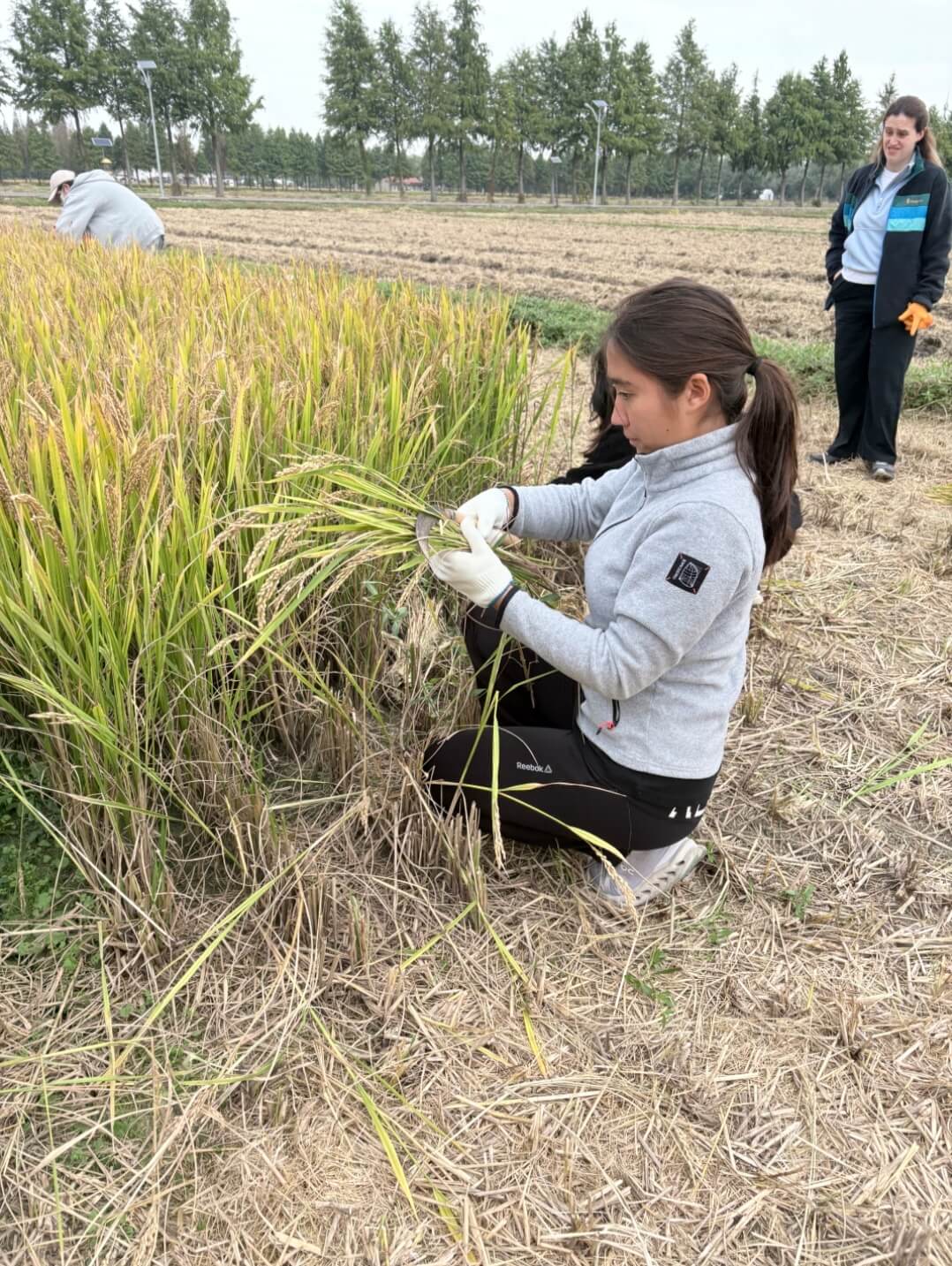 From field to table! - From field to table