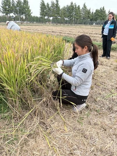 From field to table! - From field to table