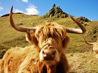 Third place: Curious Highland Cow by James Robinson, 12, British International School of Houston