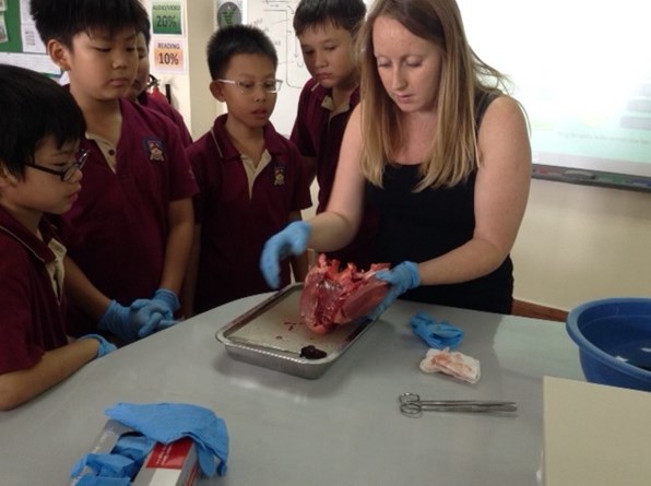 dissection 3