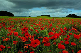 BIS Ho Chi Minh Mr Simon Higham weekly Update - Poppy field
