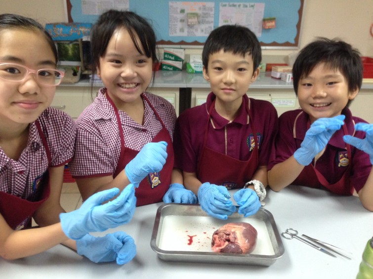 Year 5 dissecting hearts at AP2