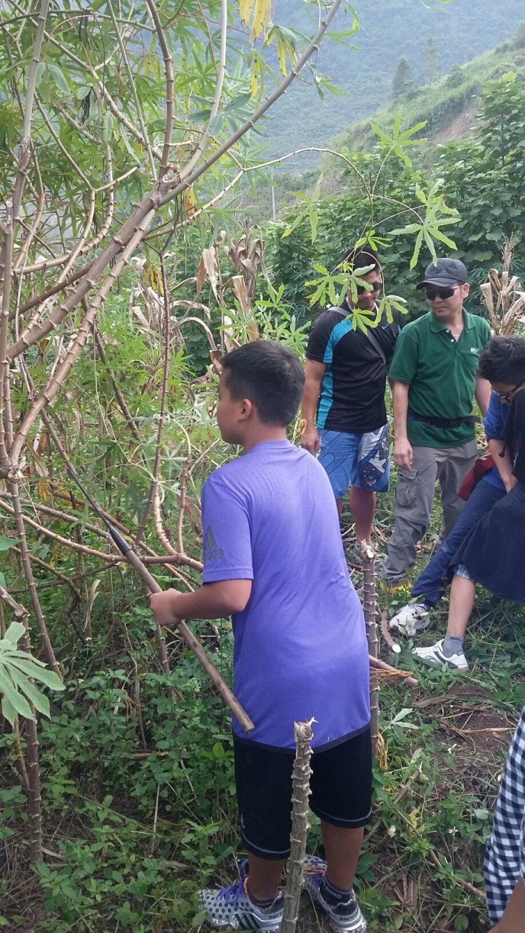 Harvesting cassava