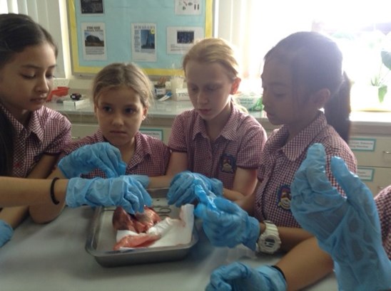 dissection 4