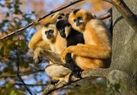 White cheeked gibbon saving