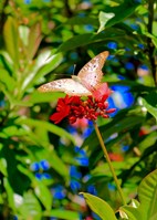 Runner Up: Butterfly Still Love Flower by Jie Yao, 18, North Broward Preparatory School