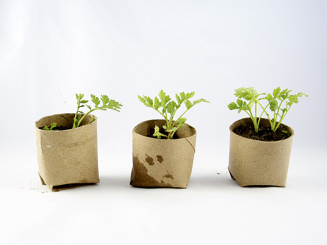 Toilet paper rolls for planting seedlings