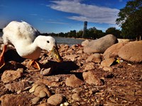 Student Choice: The Duck by Mariana Pulido Morales, 12, San Roberto International School