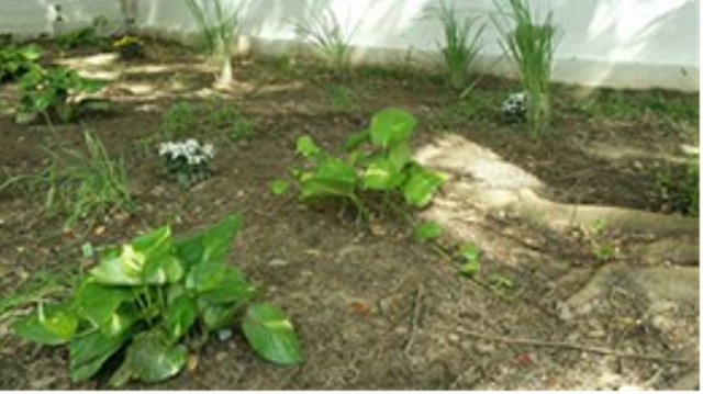 Eco Garden