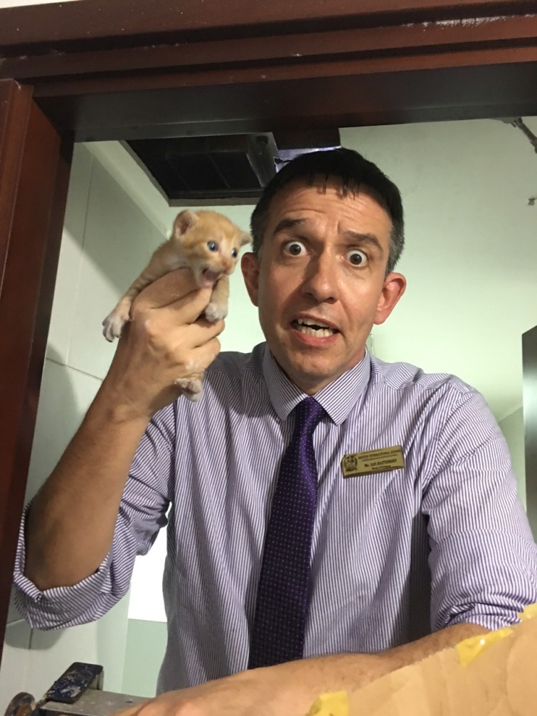 cat