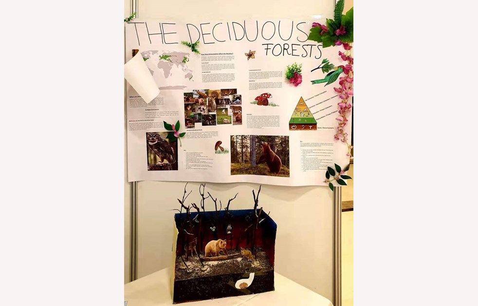 Y9 Science Projects Ecosystem In A Shoebox