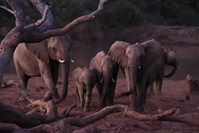 Runner Up: Elephant Family by Kloe Brower, 7, Compass International School Doha, Rayyan