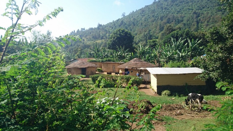 Tanza (3)