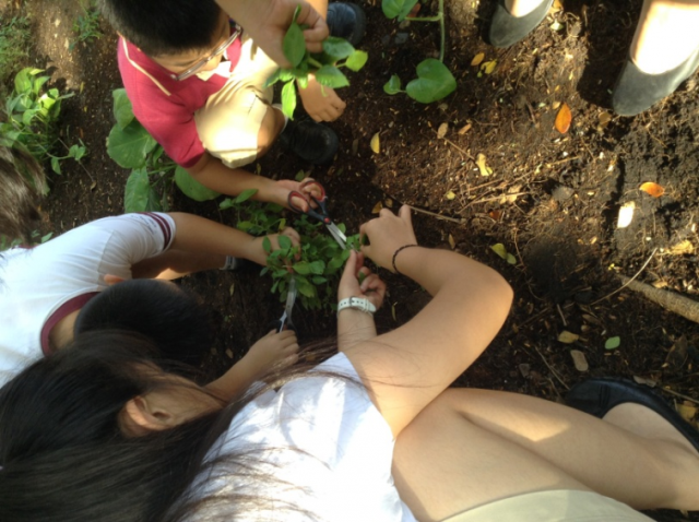 Eco Garden3