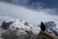 Runner Up: Black Raven's Icey Stare by George Furbur, 10, La Côte International School
