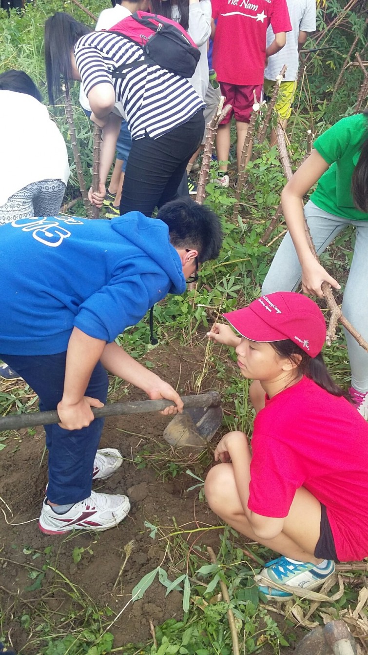 Digging up cassava